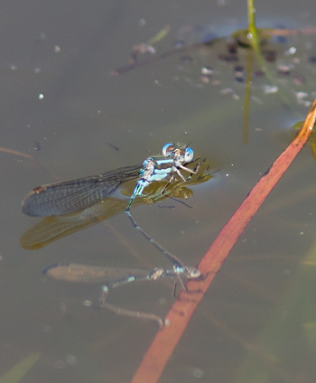 Austrolestes leda